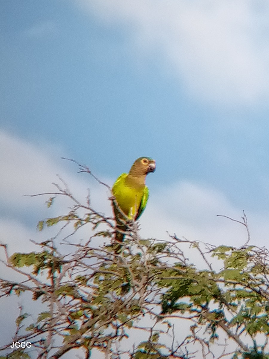 Brown-throated Parakeet - ML646023775