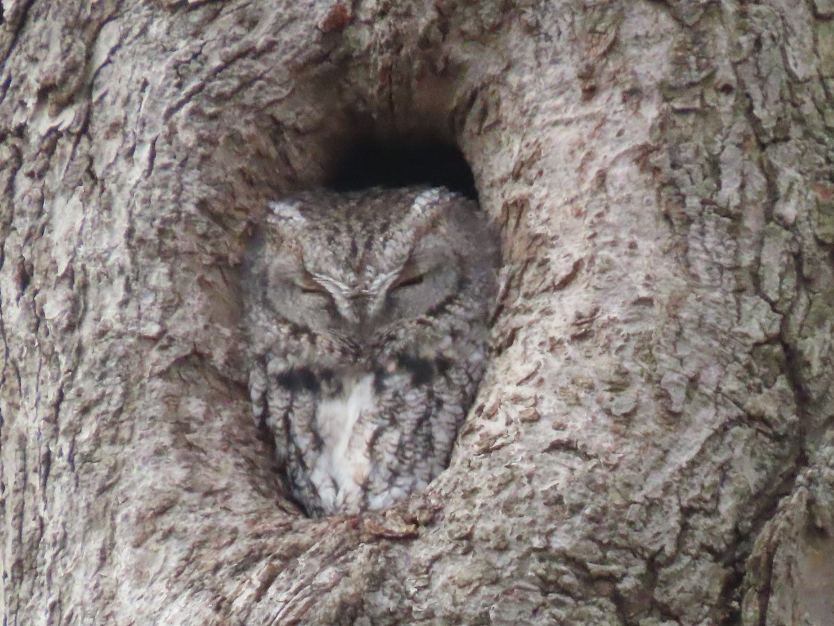 Eastern Screech-Owl - ML646023777