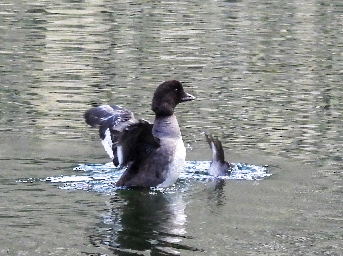 キタホオジロガモ - ML646023780