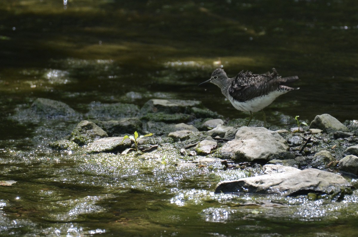 Solitary Sandpiper - ML646023781
