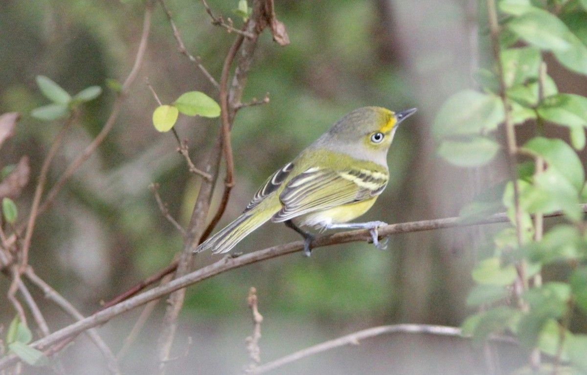 White-eyed Vireo - ML646023786