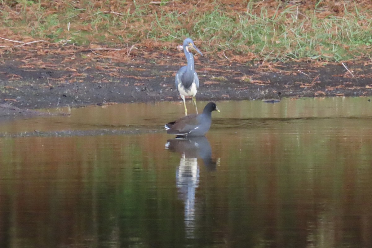 Common Gallinule - ML646023788