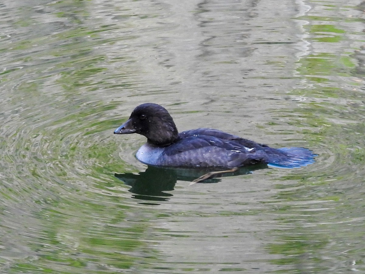 キタホオジロガモ - ML646023789