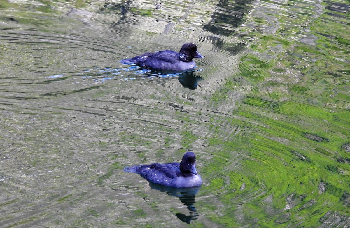 キタホオジロガモ - ML646023790