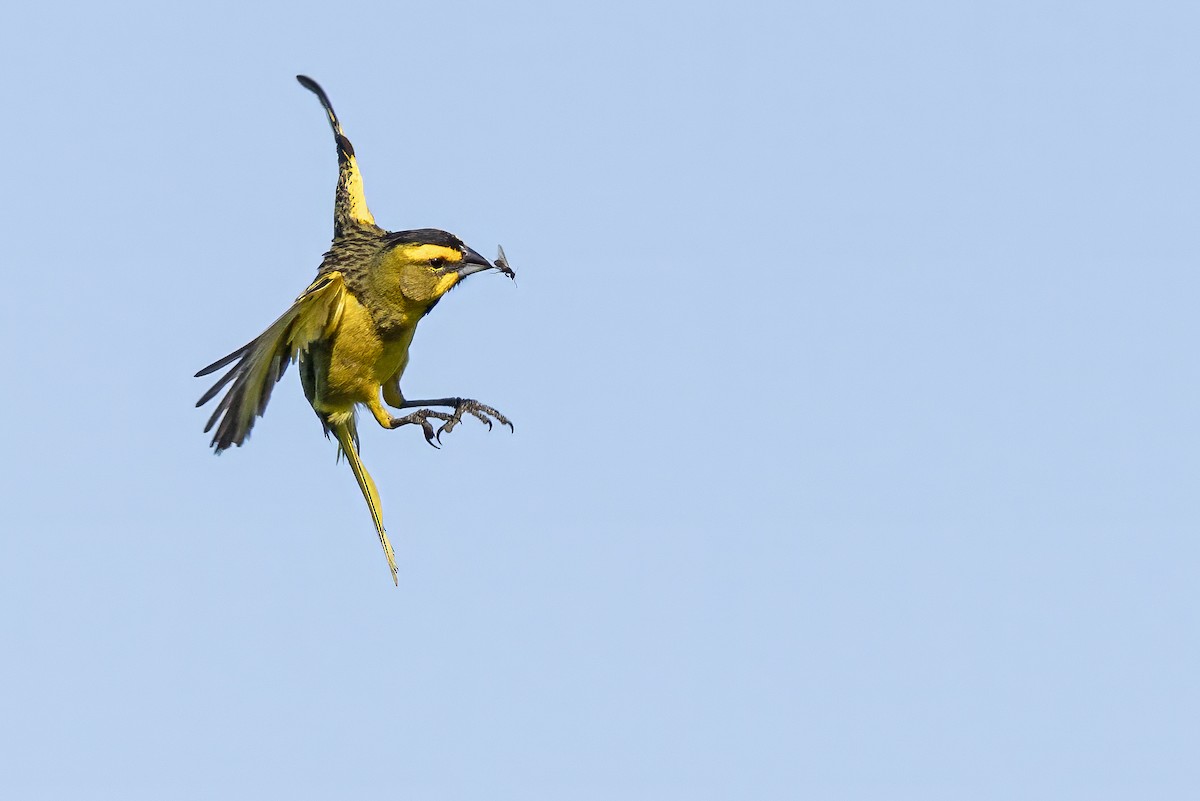 Yellow Cardinal - ML646023792