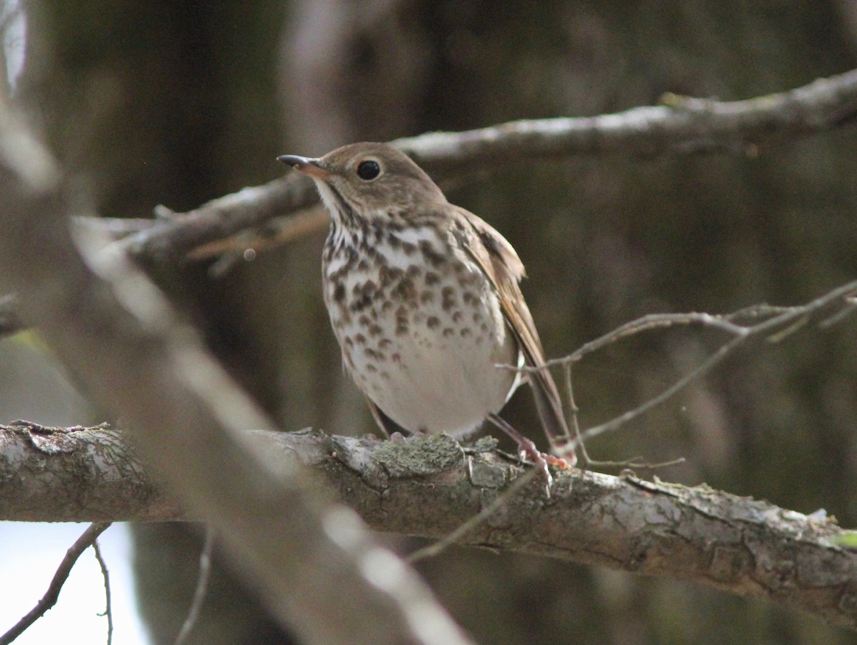 Hermit Thrush - ML646023795