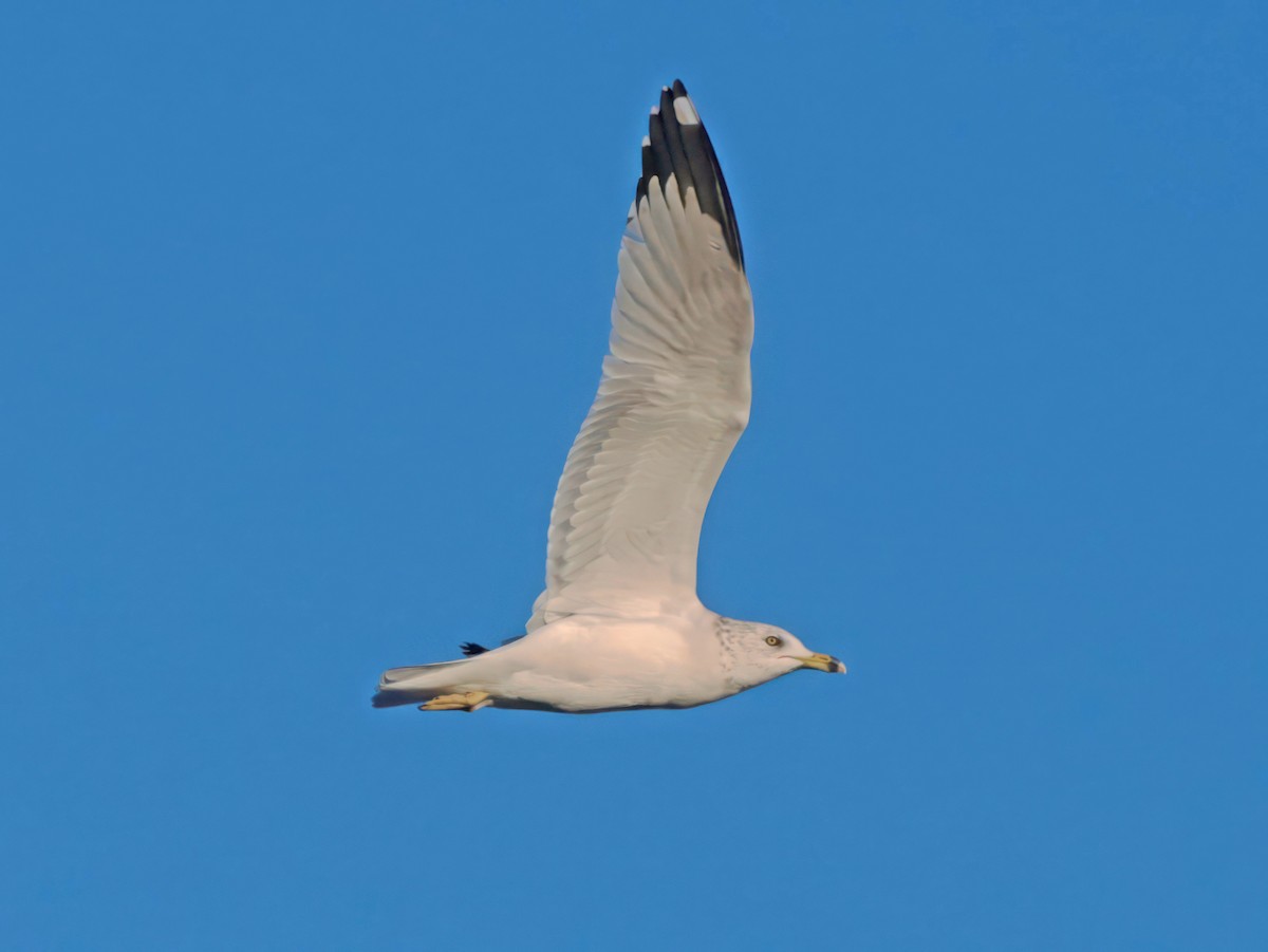Ring-billed Gull - ML646023803