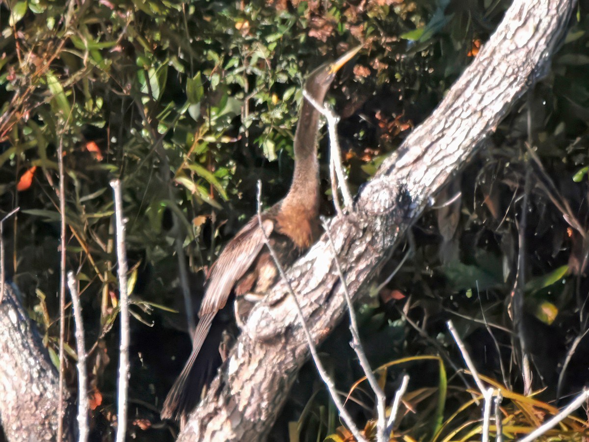Anhinga - ML646023812