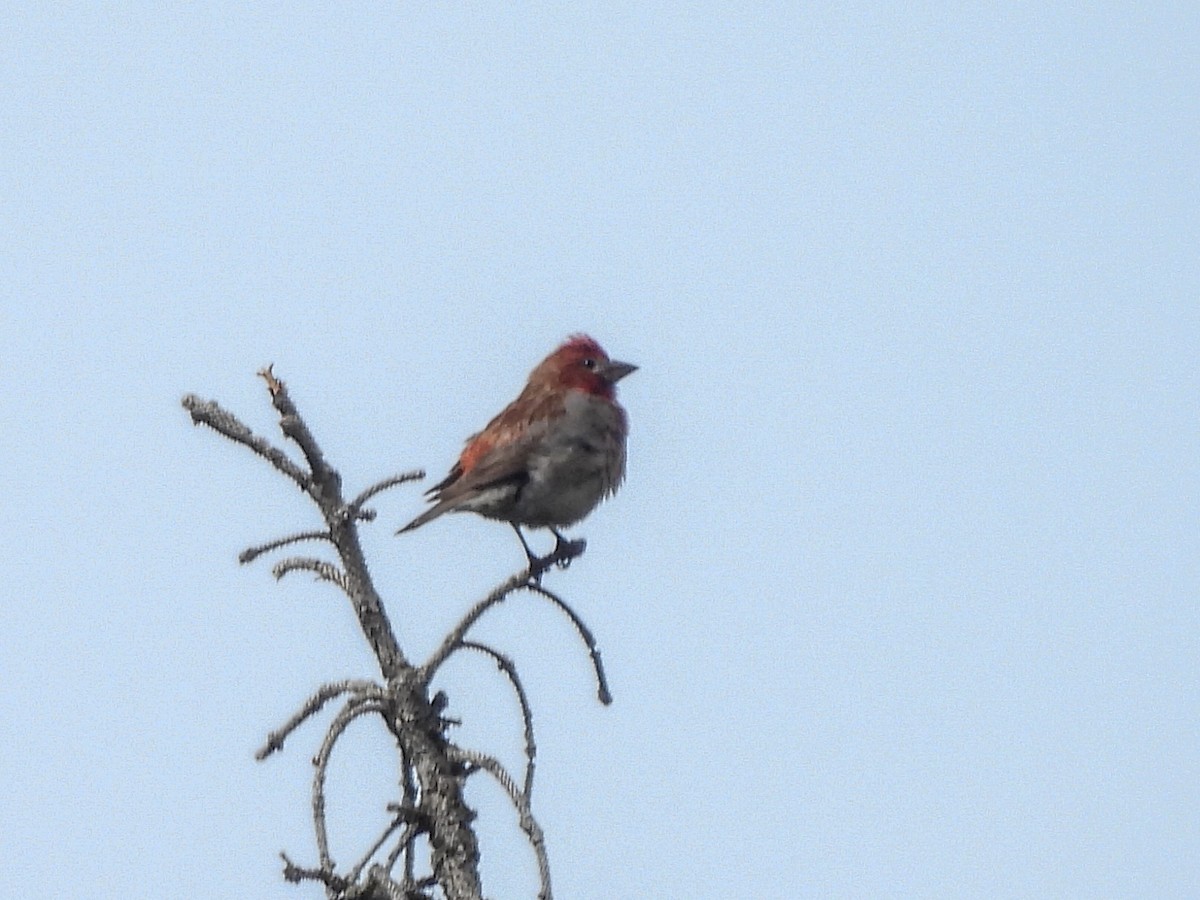 Cassin's Finch - ML646023815