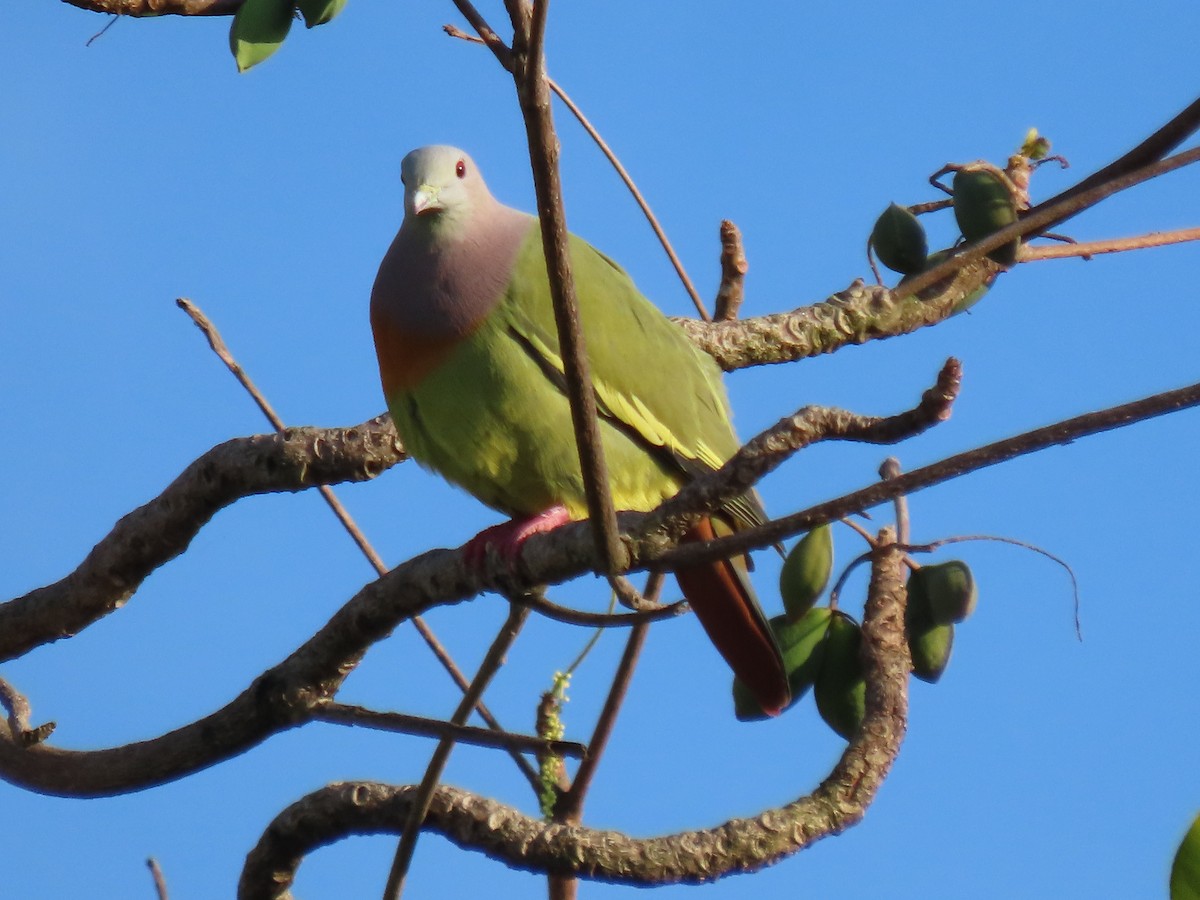 Pink-necked Green-Pigeon - ML646023819