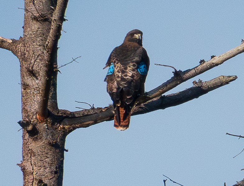 káně rudochvostá - ML646023826