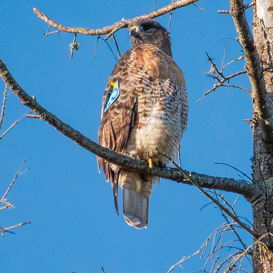 káně rudochvostá - ML646023834