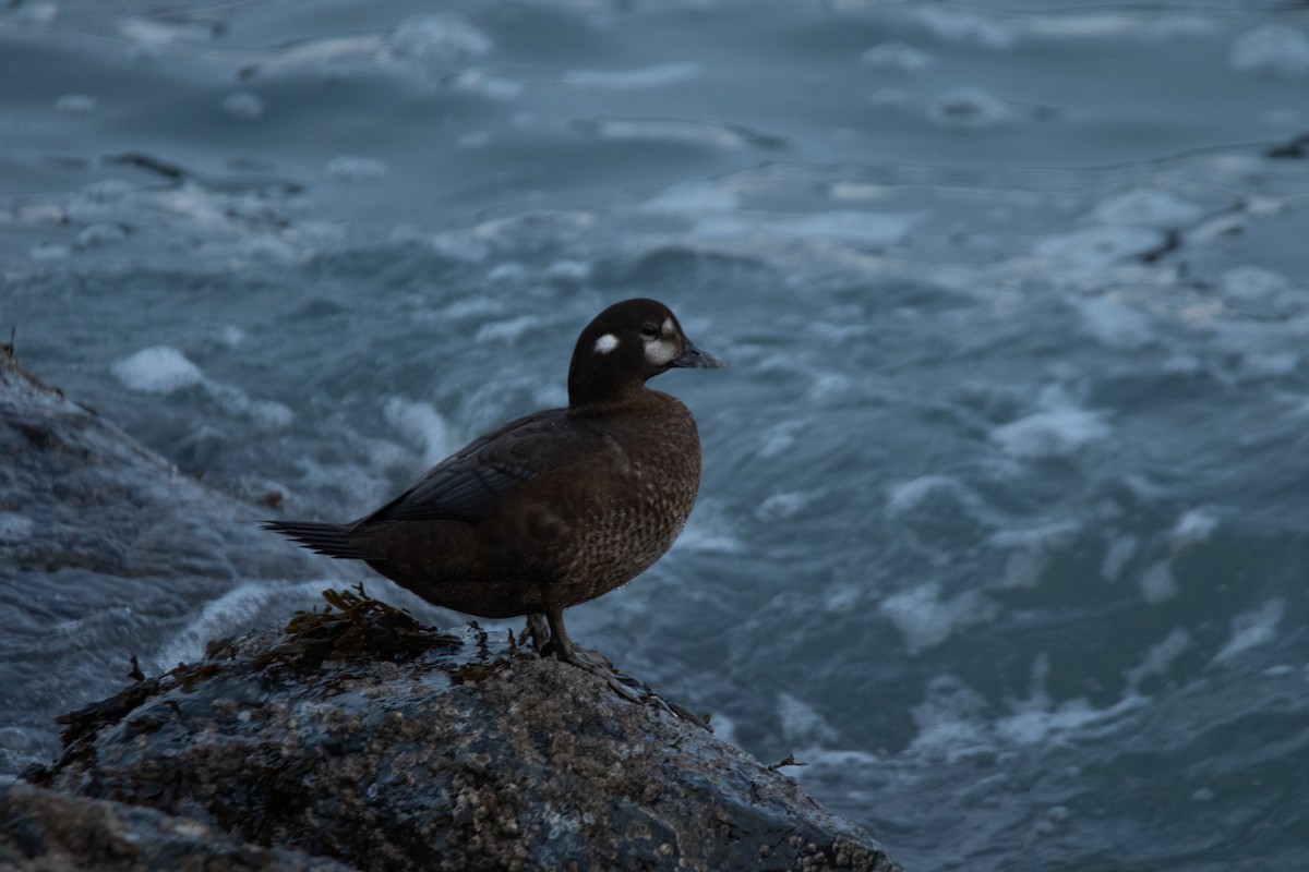 Ahate arlekina - ML646023836