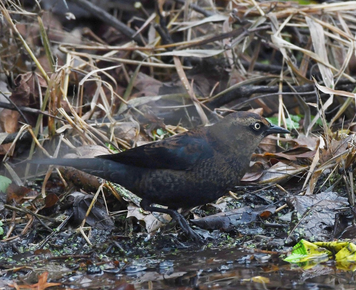 Rusty Blackbird - ML646023838