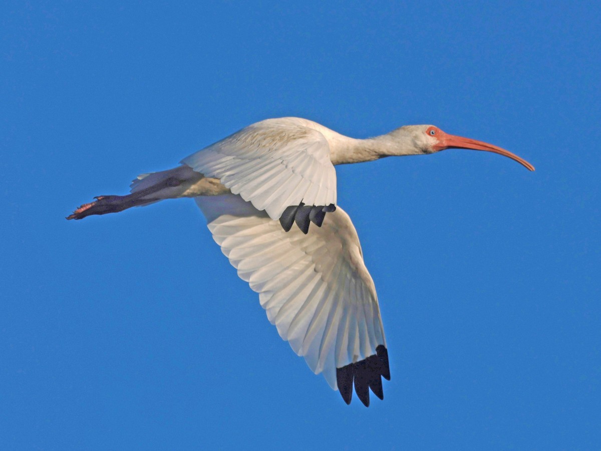 Ібіс білий - ML646023844