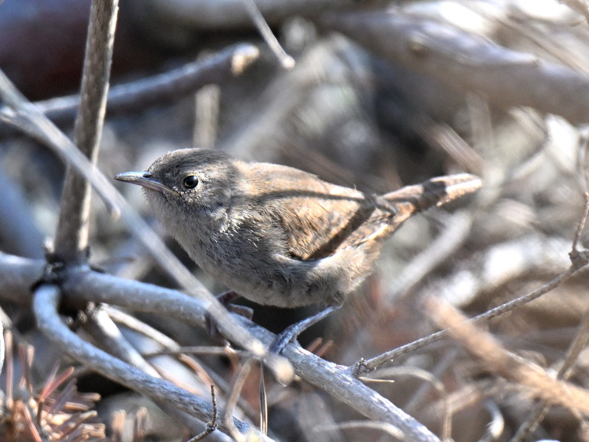 Northern House Wren - ML646023849