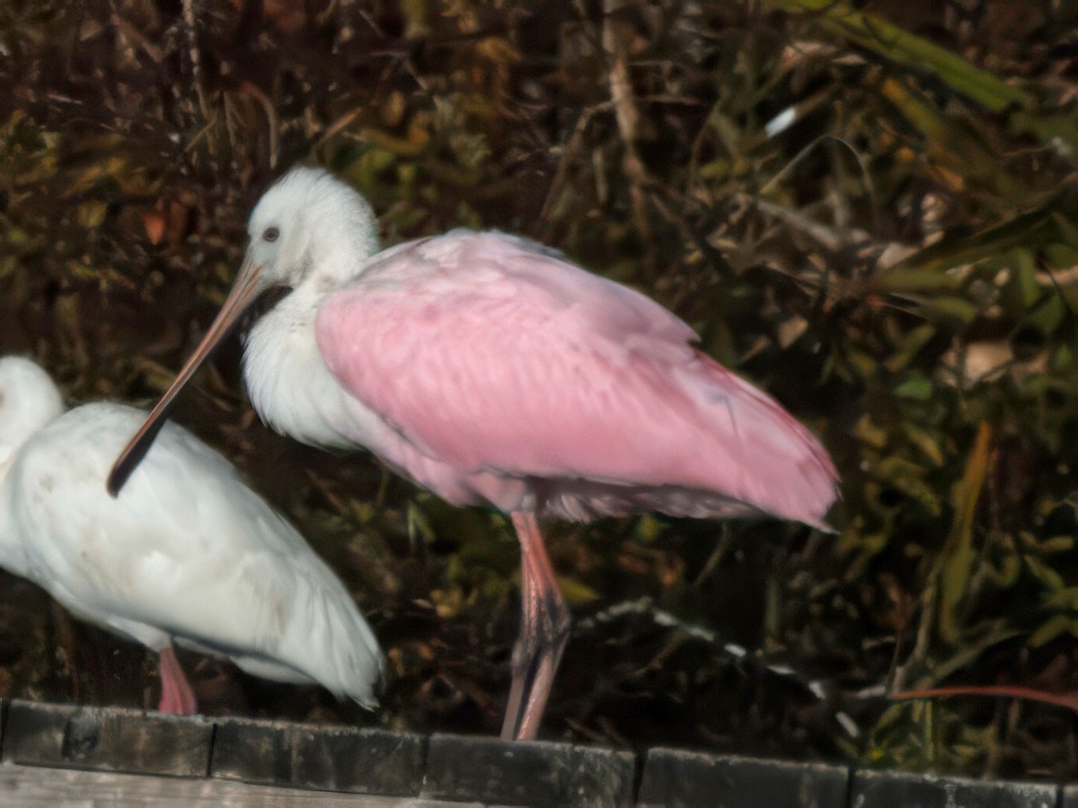 Roseate Spoonbill - ML646023851