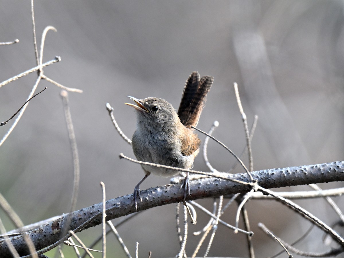 Northern House Wren - ML646023852