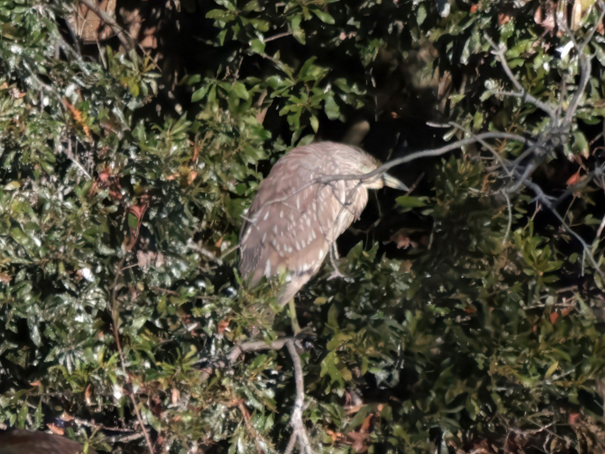 Black-crowned Night Heron - ML646023854