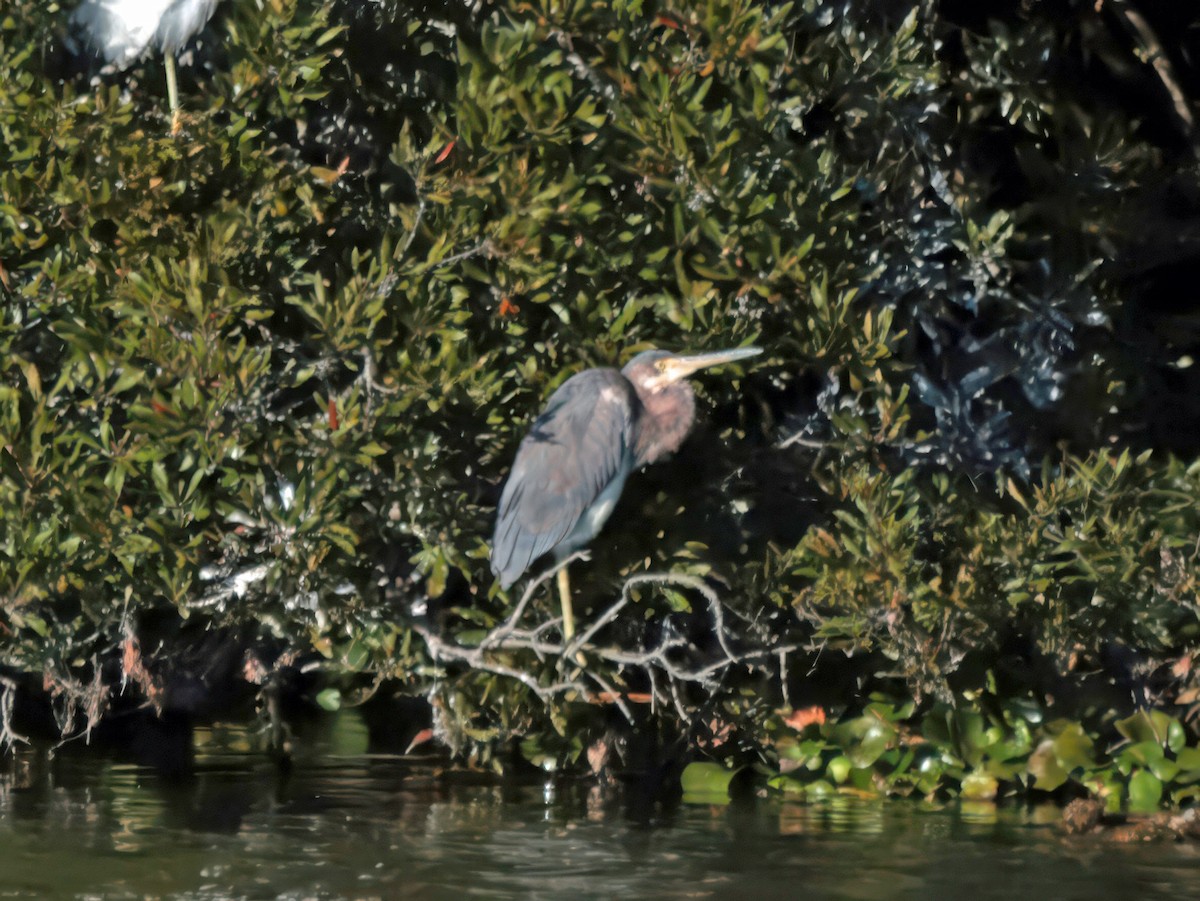Tricolored Heron - ML646023857