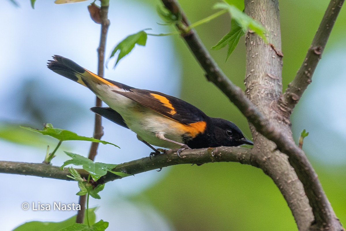 American Redstart - ML646023859