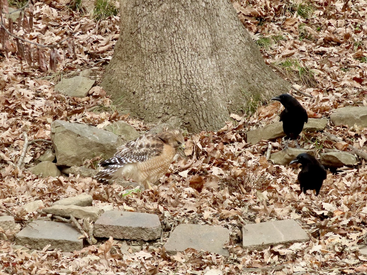 amerikakråke - ML646023861