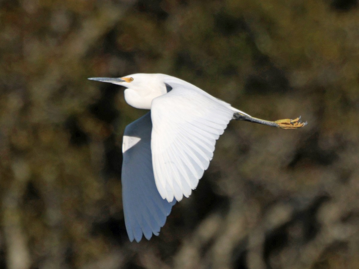 Snowy Egret - ML646023864
