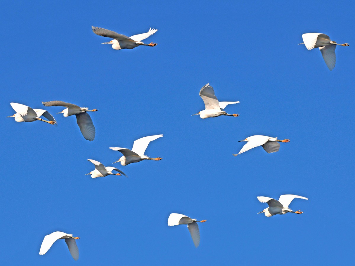 Snowy Egret - ML646023865