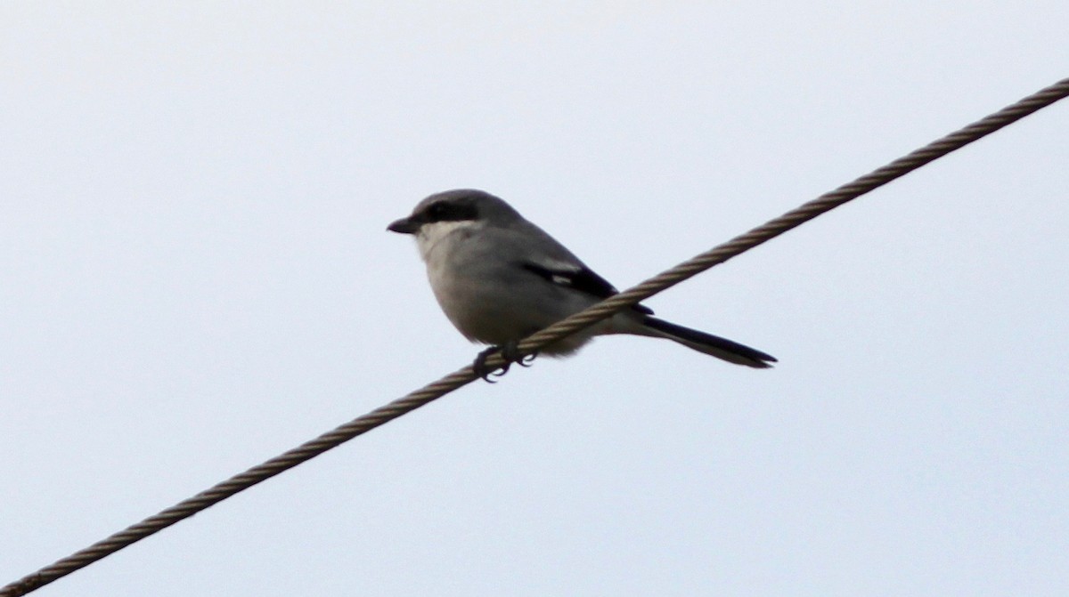 Loggerhead Shrike - ML646023871