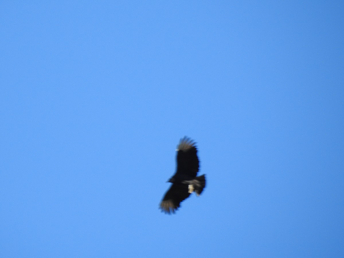 Black Vulture - ML646023873