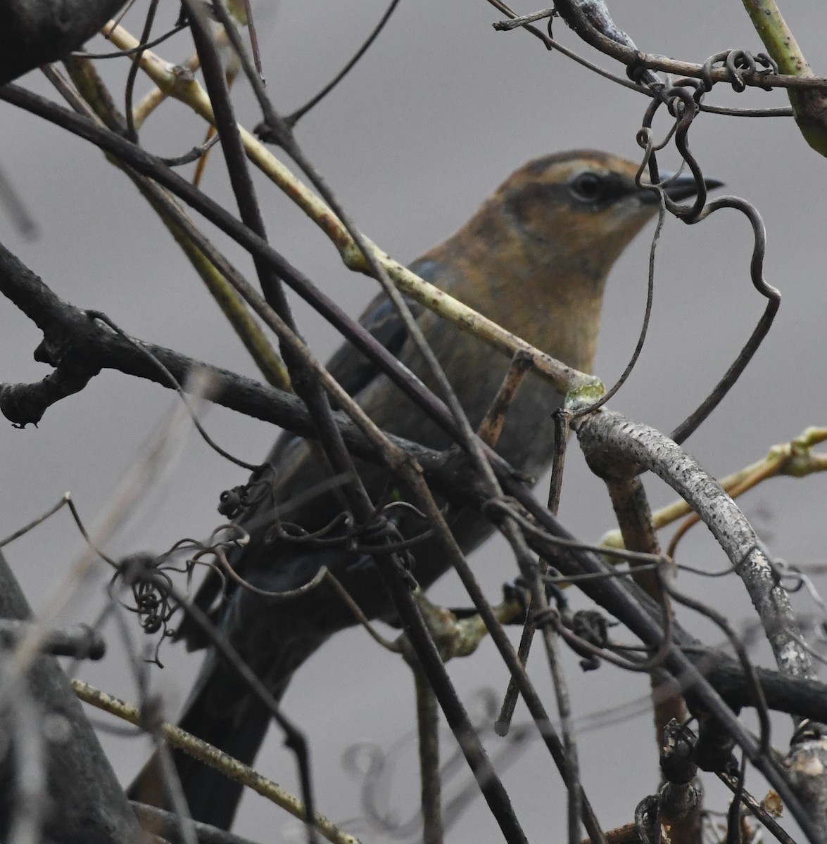 Rusty Blackbird - ML646023880