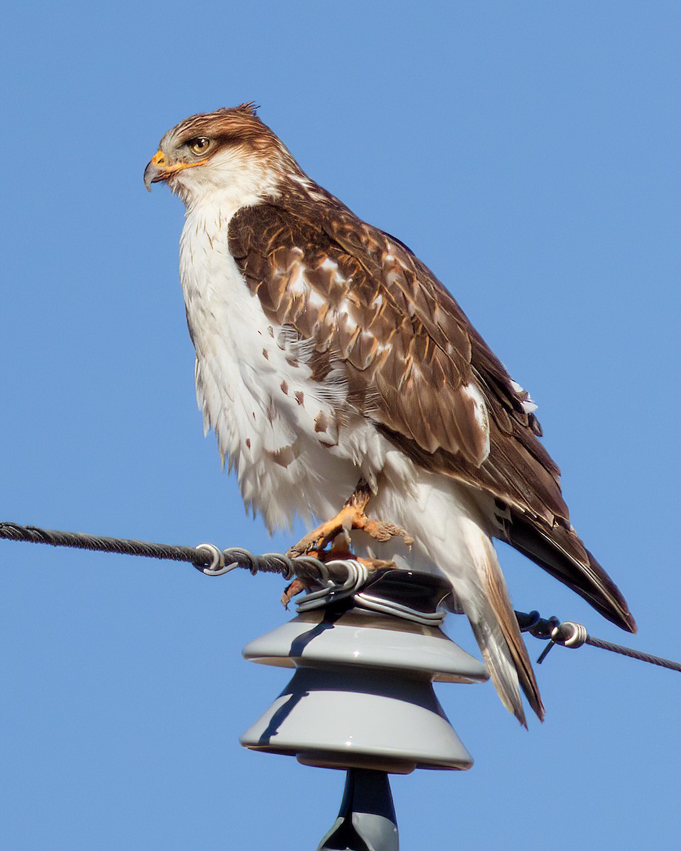 káně královská - ML646023883