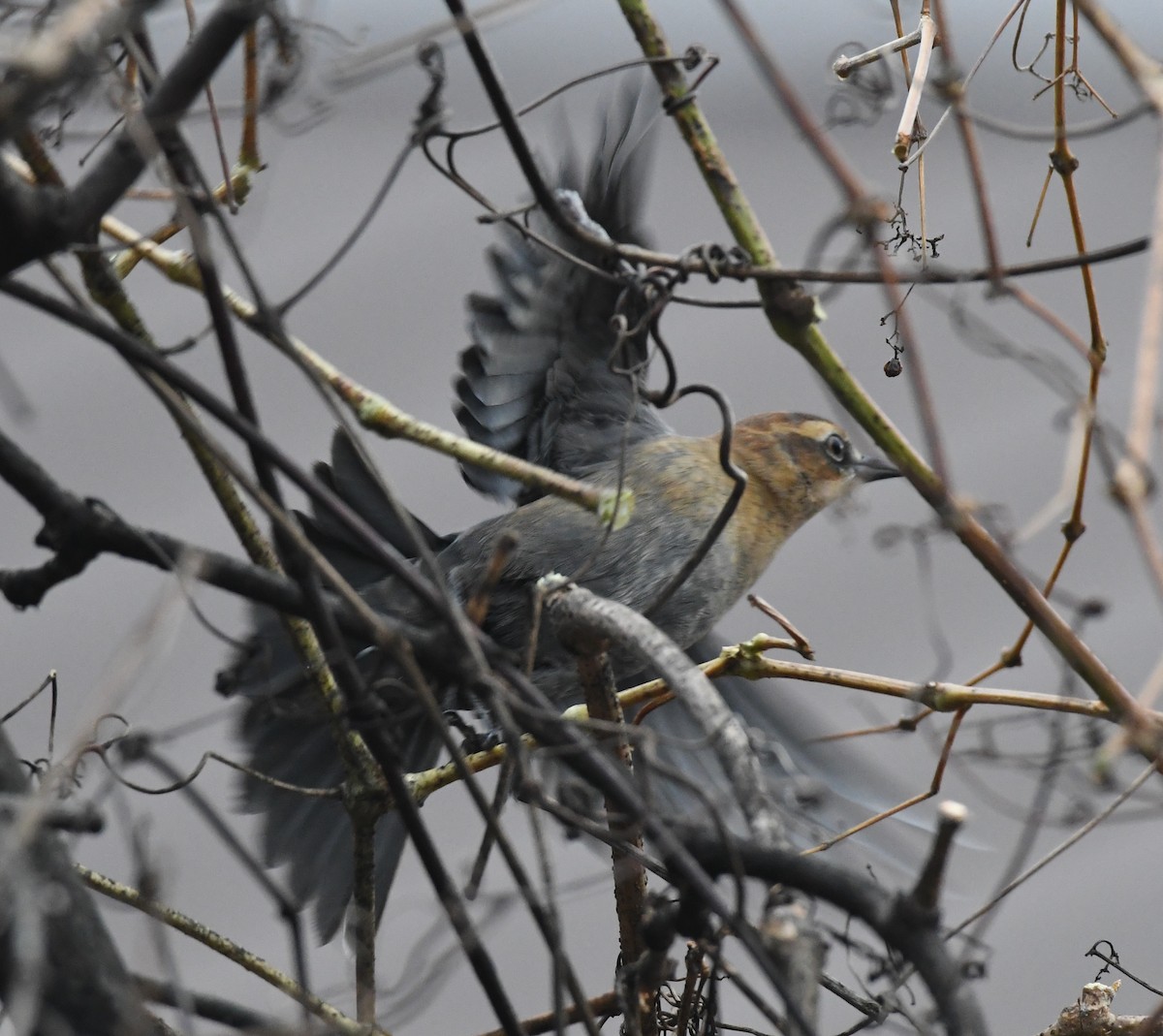 Rusty Blackbird - ML646023885