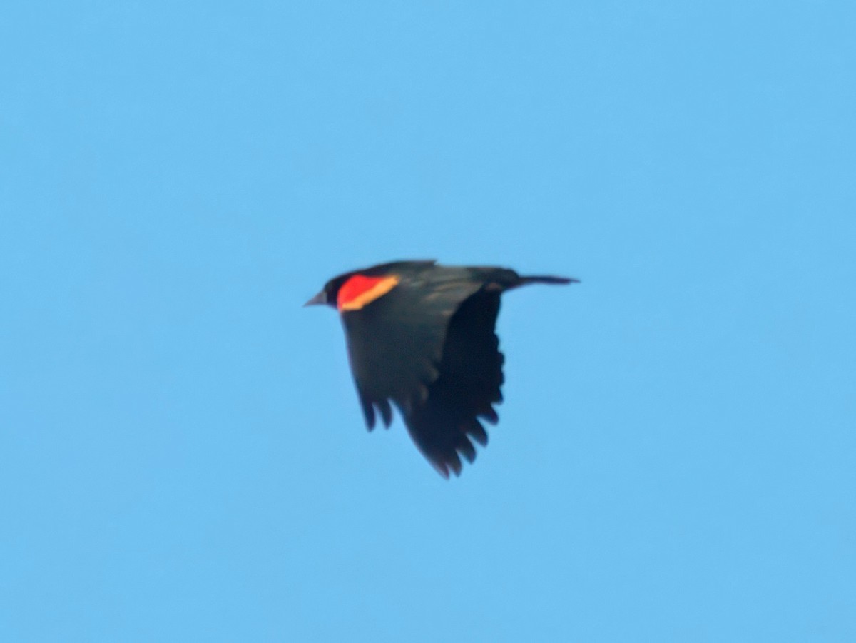Red-winged Blackbird - ML646023886
