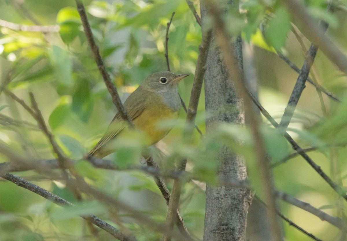 ハイムネアメリカムシクイ - ML646023890