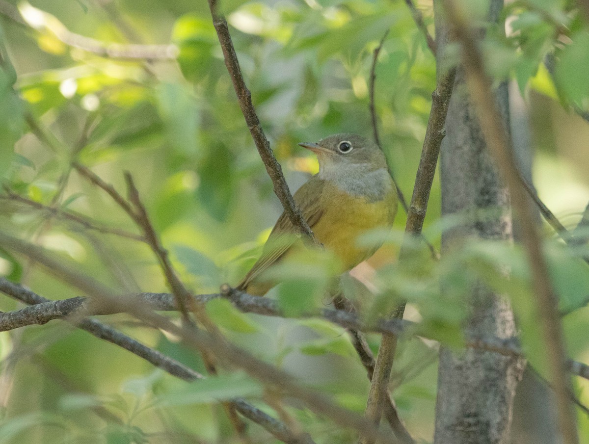 Connecticut Warbler - ML646023891