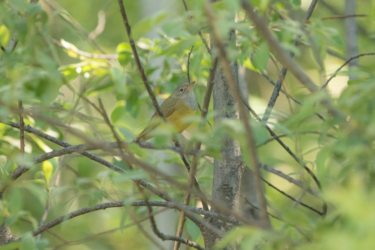 ハイムネアメリカムシクイ - ML646023892