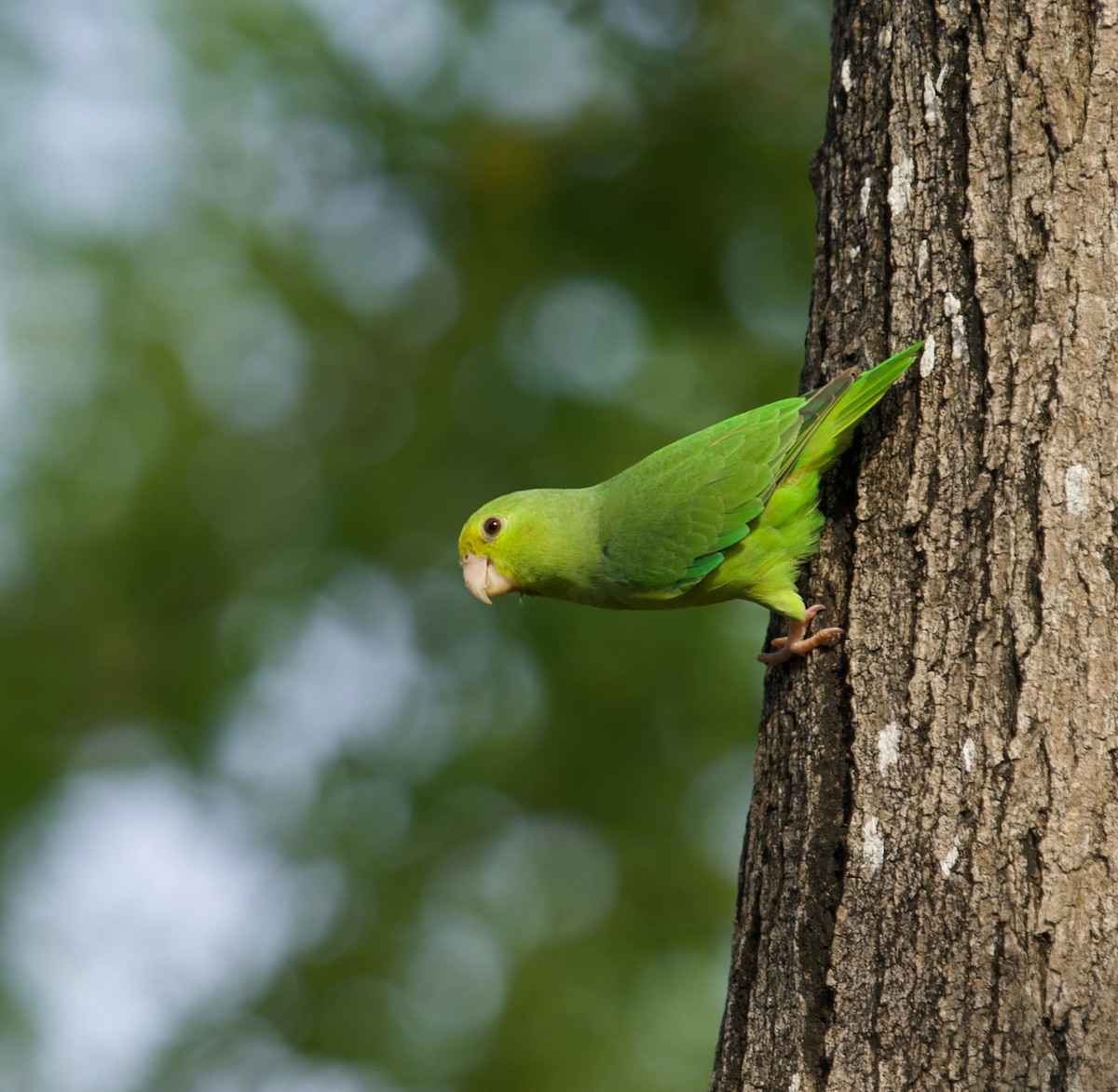 Cotorrita Aliturquesa - ML646023896