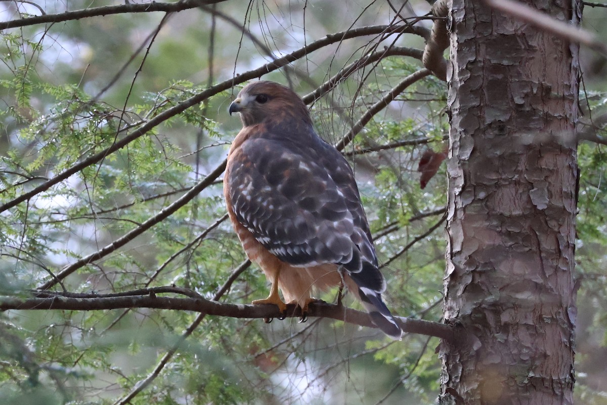 Kızıl Omuzlu Şahin - ML646023897