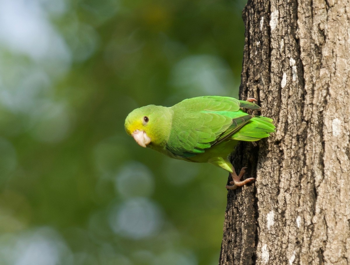Cotorrita Aliturquesa - ML646023901