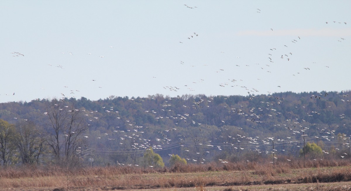 Snow Goose - ML646023905