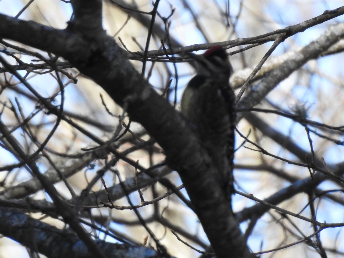 Дятел-смоктун жовточеревий - ML646023910