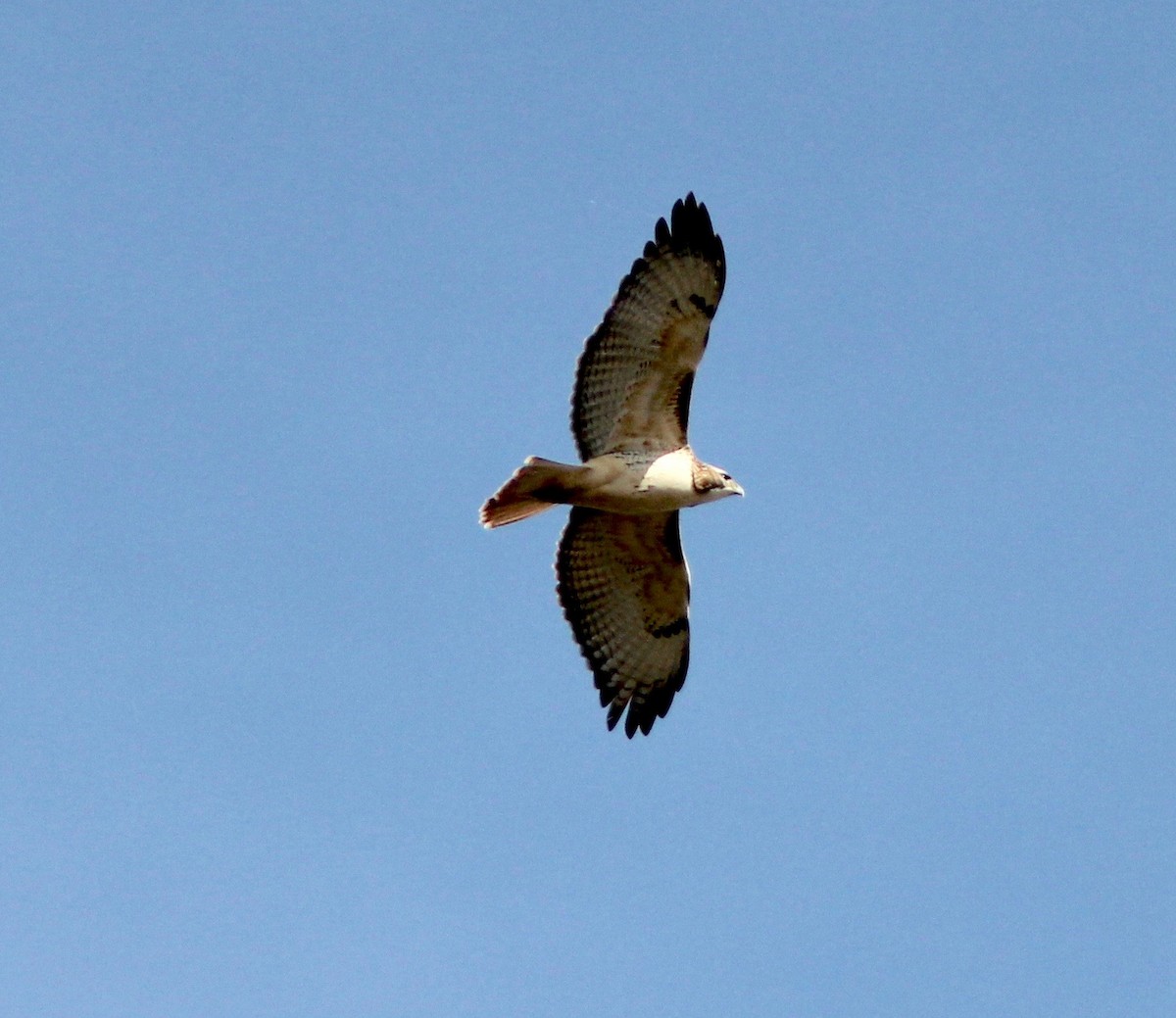 káně rudochvostá - ML646023912