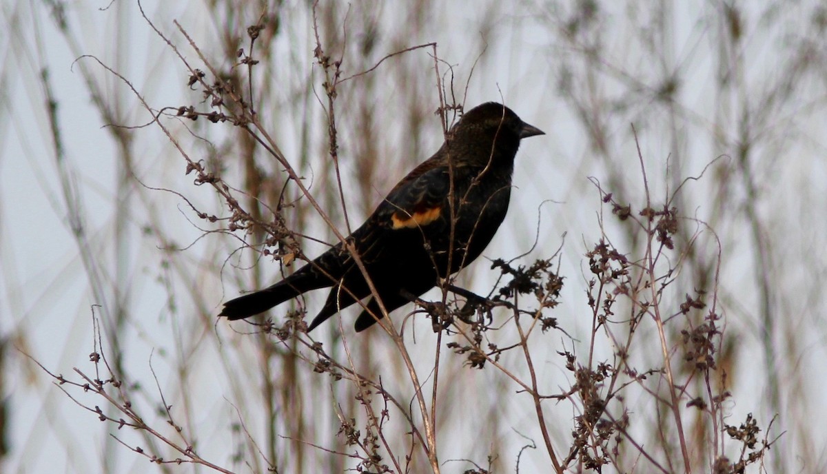 Red-winged Blackbird - ML646023919