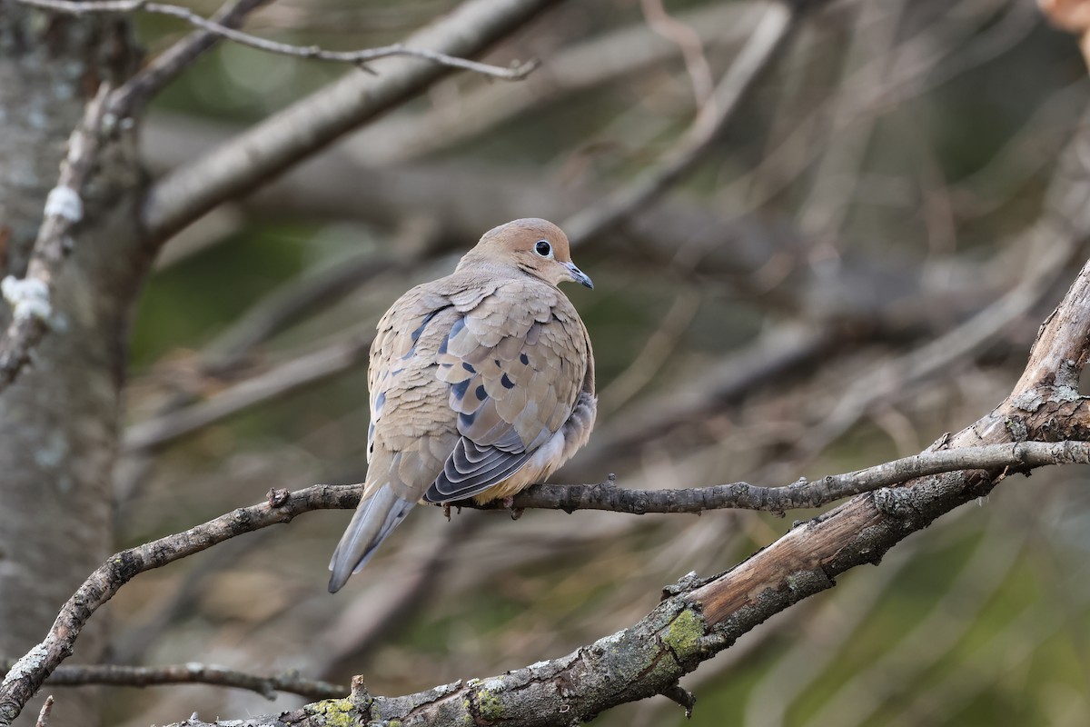 Mourning Dove - ML646023921