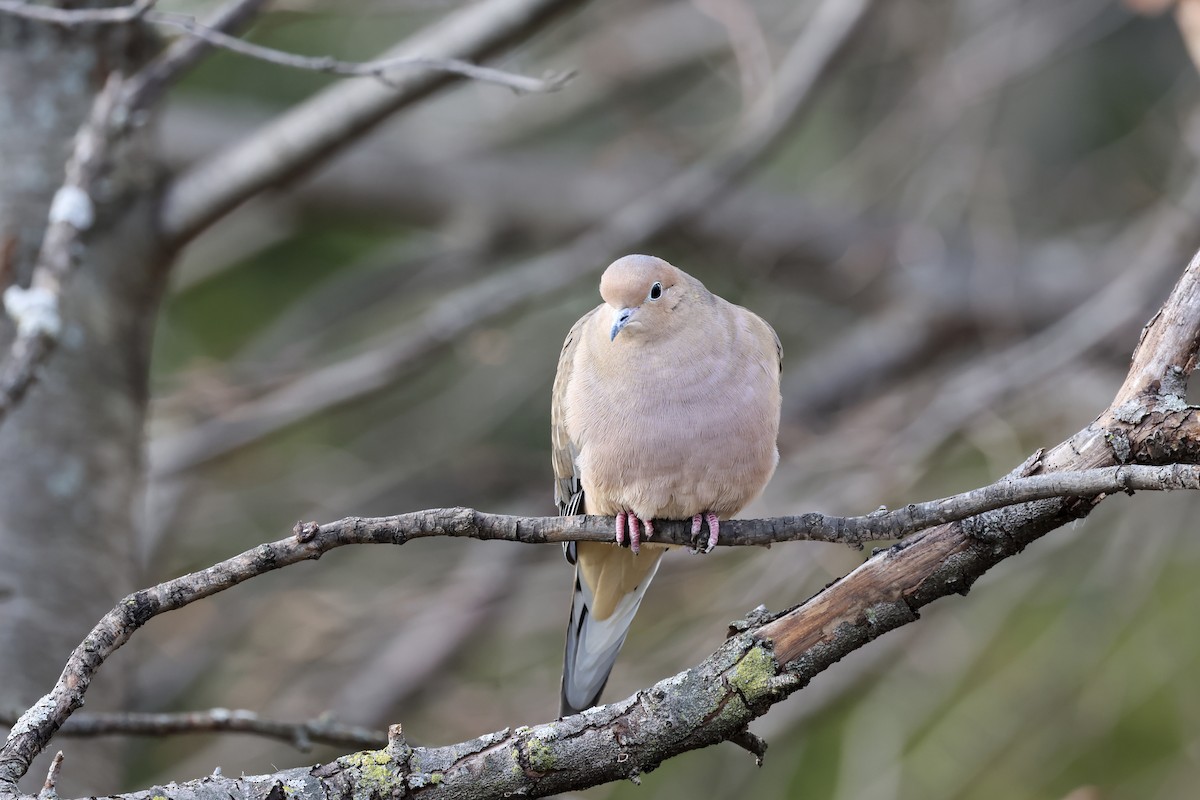 Mourning Dove - ML646023922