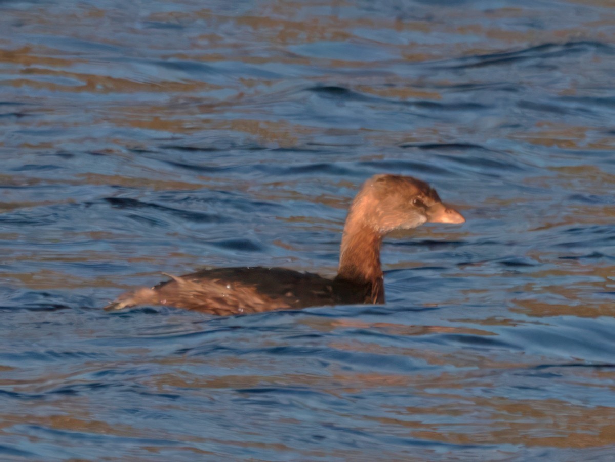 Pied-billed Grebe - ML646023923