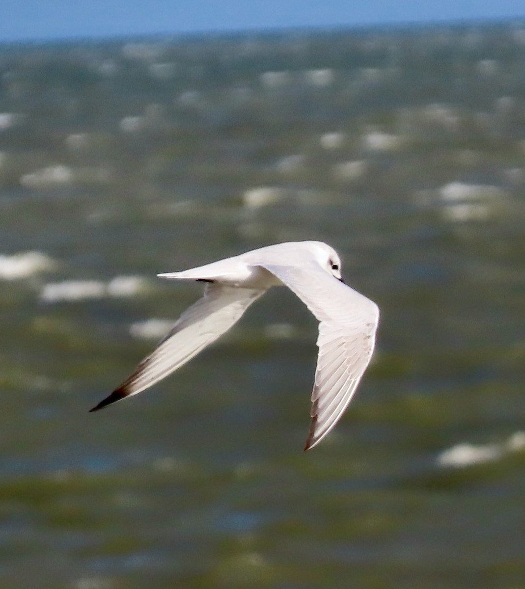 Sterna zampenere - ML646023927