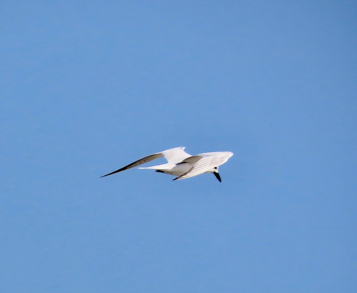 Sterna zampenere - ML646023928