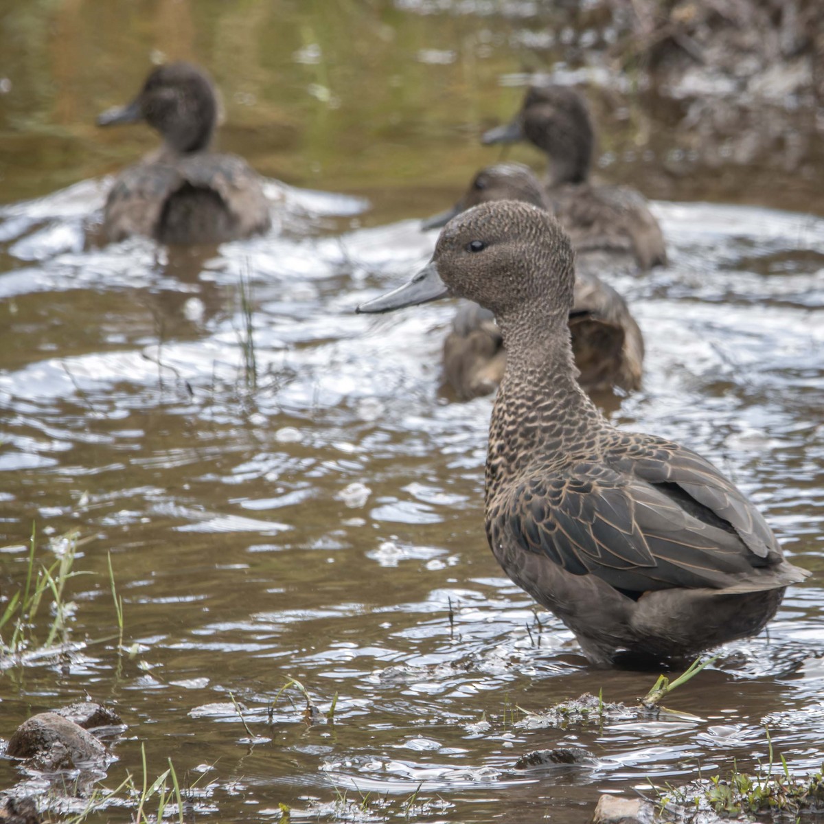 Sarcelle des Andes - ML646023929